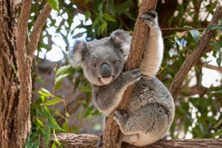 Discover The Fascinating World Of Koalas On Wild Koala Day: Conservation, Habits, And Fun Facts