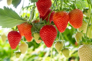 From Seed To Sweetness: Your Guide To Growing Juicy Strawberries At Home