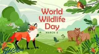 5 Incredible Ways To Celebrate World Wildlife Day And Protect Our Planet