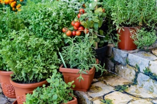 Breathtaking Container Gardening Ideas: Transforming Small Spaces Into Green Oases