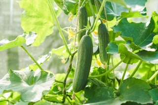 How To Grow Perfectly Spaced Cucumbers: Planting Techniques And Tips