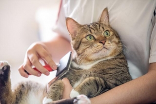 A Purr-fect Guide To Creating A Daily Cat Care Routine For A Happier And Healthier Feline