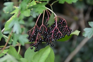 Your Guide To Harvesting Elderberry: Tips, Techniques, And Best Practices