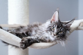 The Majestic Maine Coon: Everything You Need To Know About The Gentle Giants Of The Cat World!