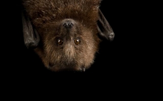 Batty For Bats: Celebrating International Bat Appreciation Day