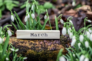 Spring Into Action: Key Insights On The Ideal Plants To Plant In March