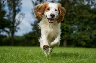 Your Guide To Cocker Spaniels: Training Tips, Care, And Everything You Need To Know