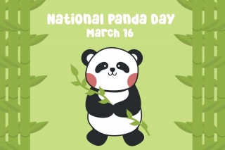 Fascinating Facts About Pandas On National Panda Day