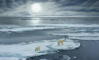 International Polar Bear Day: Shining A Light On The Intriguing World Of Polar Bears