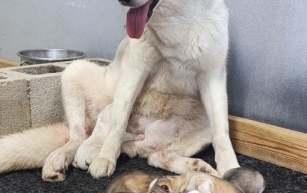 Sofie’s husky puppies have arrived!