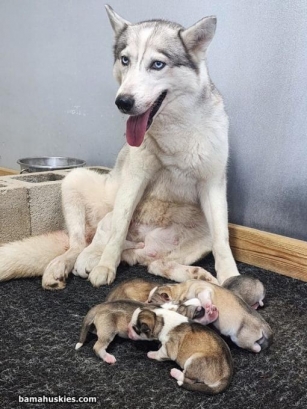Sofie’s Husky Puppies Have Arrived!