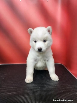 Ice Husky Puppies Are 5 Weeks Old