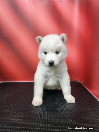 Ice Husky Puppies Are 5 Weeks Old
