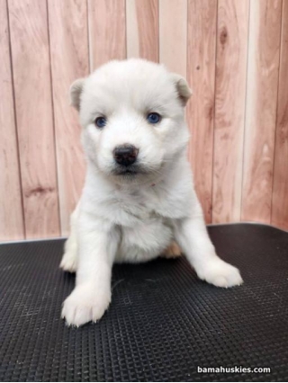 Ice Husky Puppies Are 4 Weeks Old