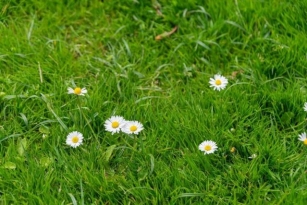 Tips To Remove Clover In Lawns