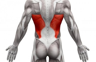Find Out What The V Muscles Are