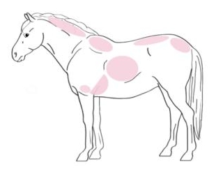 How To Determine If A Horse Is Losing Or Gaining Weight