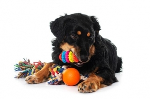 Tire Out Your Pet And Keep Them Happy: The Ultimate Guide To Pet Toys With Petsfolio