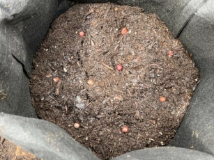 Seed Potatoes – Growing In Late Spring In SoCal