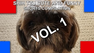 Shih Tzu Cute And Funny Shorts Compilation Vol. 1