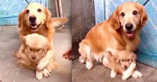Every Mom Can Relate To This Overprotective Dog Taking Care Of Its New Puppy!