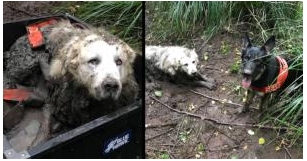 Brave Rescue Dog Triumphs In First Mission, Saving A Family’s Dog Trapped In Mud For Two Days