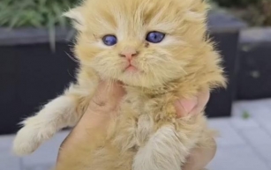 Team Was About To Reunite A Lost Kitten With Its Mom But Ends Up Rescuing Ten Precious Lives
