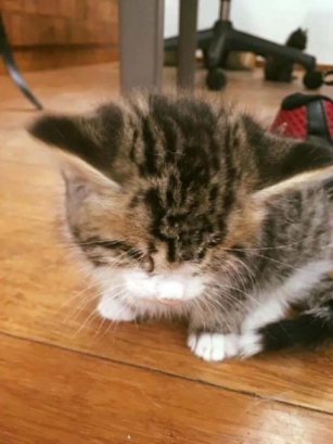 Blind Kitten Rescued And Adopted: Embraces New Life With Loving Embrace
