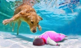 Courageous Canine Saves Drowning Infant, Ignites Waves Of Compassion