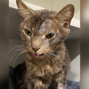 Dumped And Forgotten, Senior Cat Earl Gets Second Chance In Special Needs Sanctuary