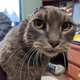 Earless Cat Finds Her Forever Home Thanks To A Creative Woman And Her Brilliant Idea