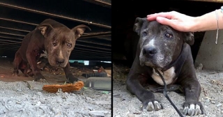 After Nine Years Of Neglect, Abandoned Dog Finds Solace In Her Final Days