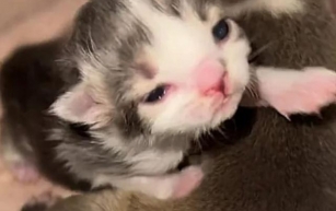 From Rejection to Connection: The Heartwarming Tale of a Kitten and Puppy Friendship