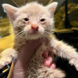 Tiny Kitten Left Behind, Starving And Lethargic, Until Kind-Hearted People Discovered Him