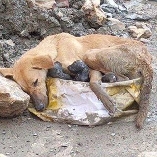Resilient Mother Dog Shields Her Puppies Amidst Construction Site Debris