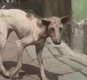 Frightened, Emaciated Dog Transforms Into A Joyful Princess After Experiencing True Love In Foster Care