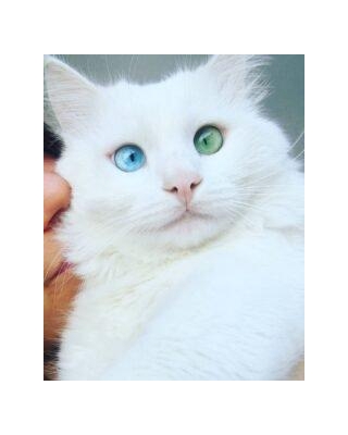 The Mesmerizing Look Of A Snow-White Cat With Heterochromia