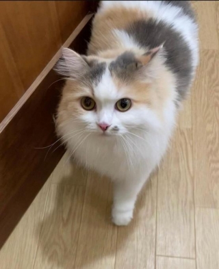 Meet Suoxic: The Adorably Cute Cat Whose Fluffy Fur Resembles Clouds, Amassing A Growing Following On Social Media