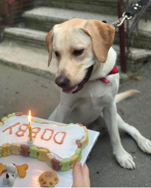 Hidden Delights: A Quiet Birthday Party For A Cherished Dog
