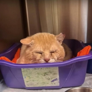 Shrek The Bullied Cat Finds A Loving Home After Years Of Fighting For Survival
