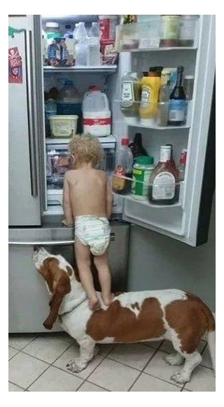 Ingenious Beagle: Clever Dog Helps Young Boy Scale Refrigerator