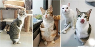 Meet Able Maew: A Happy Kitty With Two Legs And Lots Of Heart
