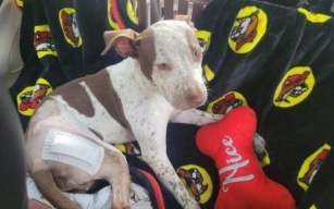 Puppy Abandoned In Forest With All His Belongings Waits For Someone To See Him
