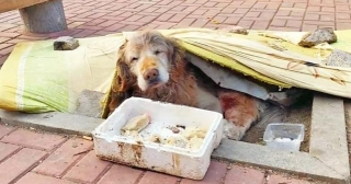 A Heartwarming Rescue Of An Elderly Dog Ends In Bittersweet Farewell