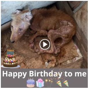 A Wild Dog’s Birthday: A Poignant Plea For Compassion And A Beacon Of Hope Amidst Untamed Adversity
