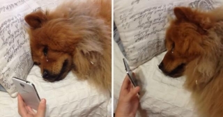 Heartfelt Reunion: Dog Overwhelmed With Emotion During Video Call With Absent Owner