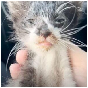 Tiny Kitten Found Barely Moving Gets Another Opportunity At Life