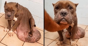 The Terrifying Ordeal Of A Stray Dog Overwhelmed By Fear And Pain