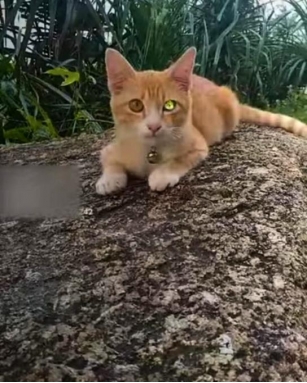 This Adorable Ginger Kitty With Its Diamond-Like Eye Is The Internet’s Most Precious Jewel