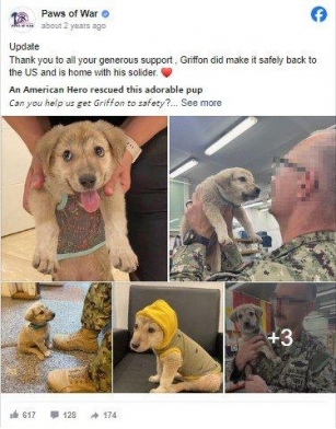 A Stray Puppy Finds Hero On Naval Base, Survives